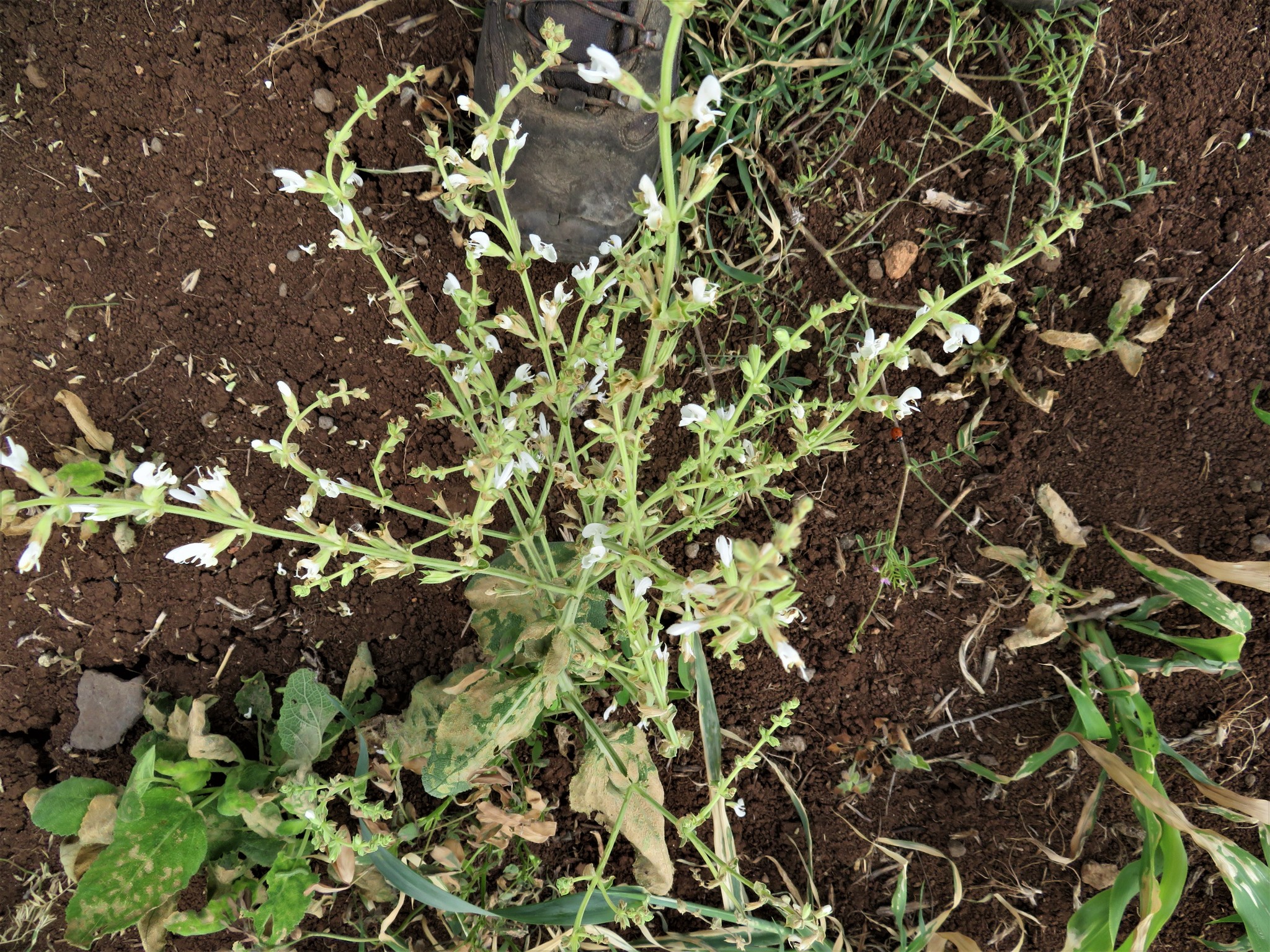 Salvia syriaca