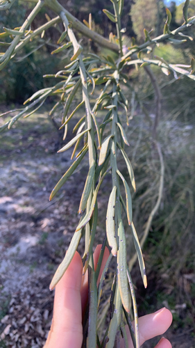 Nuytsia floribunda, photograph 3