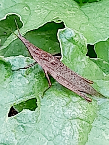 Atractomorpha lata