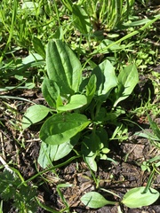 Plantago major