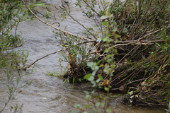 Motacilla cinerea cinerea