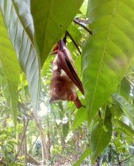 Hipposideros diadema