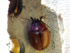 Paropsisterna rufobrunnea