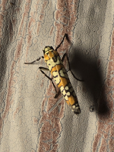 Ailanthus Webworm Moth
