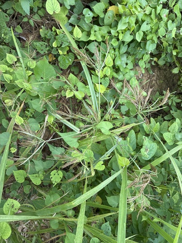 Cyperus distans
