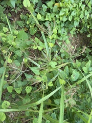 Cyperus distans