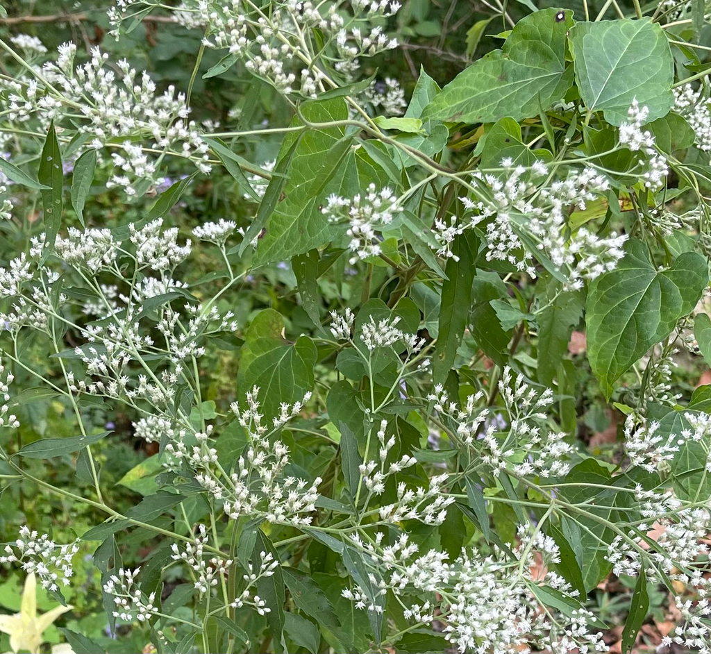 Eupatorium altissimum; photograph author not stated, no rights reserved