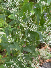 Eupatorium altissimum