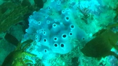 Strongylacidon conulosum