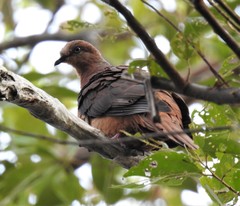Brown Cuckoo-Dove photo 4