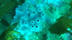 Strongylacidon conulosum