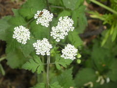Chaerophyllum temulum