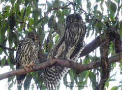 Ninox connivens