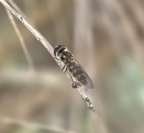Common Halfband