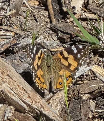 Australian Painted Lady