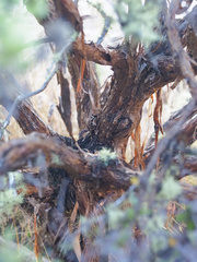 Brachyglottis cassinioides