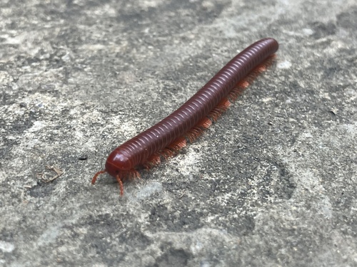 Rusty Millipede