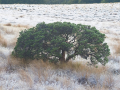 Brachyglottis cassinioides