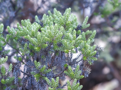 Brachyglottis cassinioides