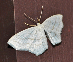 Scopula junctaria