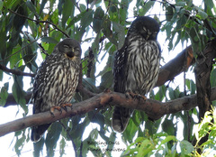 Ninox connivens