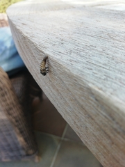 Chrysomela vigintipunctata