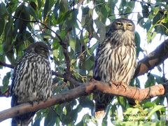 Ninox connivens