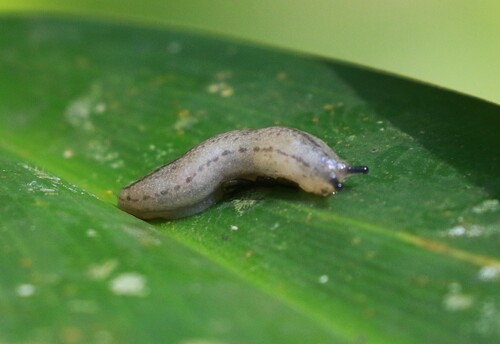 Meghimatium pictum