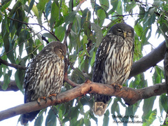Ninox connivens