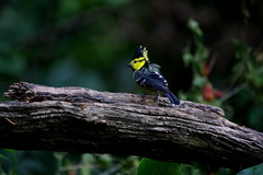 Machlolophus spilonotus