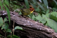 Cettia castaneocoronata