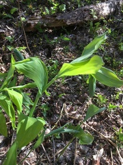 Polygonatum odoratum
