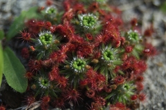 Drosera roseana