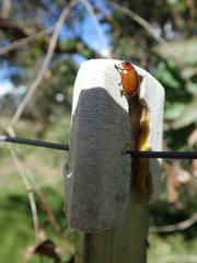 Paropsisterna rufobrunnea