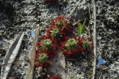 Drosera roseana