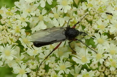 Bibio pomonae