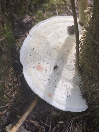 Lumpy Bracket