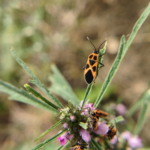 Tropidothorax sinensis