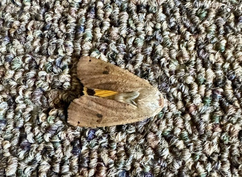 Large Yellow Underwing