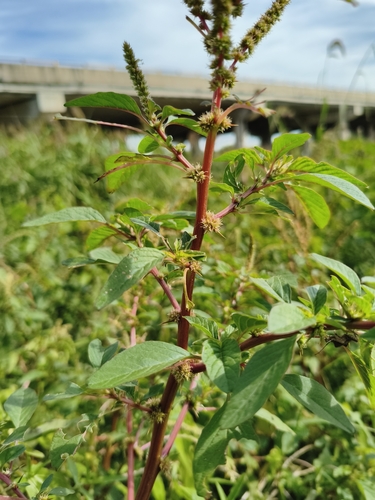 spiny amaranth