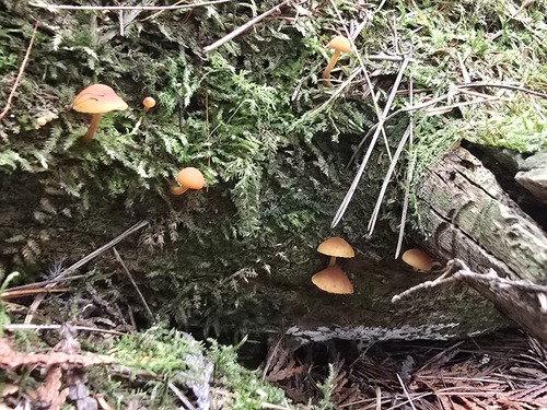 Pinewood Gingertail