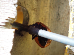 Paropsisterna rufobrunnea