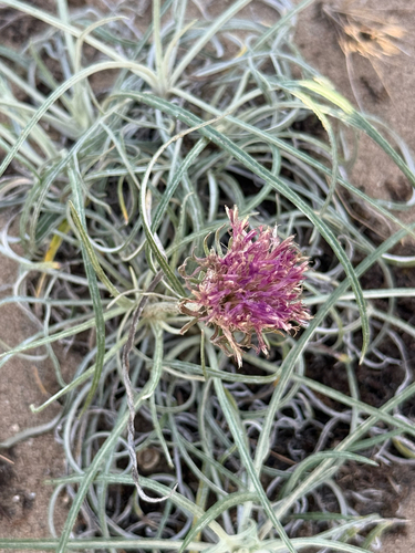 Jurinea cyanoides