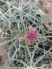 Jurinea cyanoides, photograph (c) Tony KM, some rights reserved (CC BY)