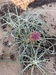 Jurinea cyanoides, photograph (c) Tony KM, some rights reserved (CC BY)