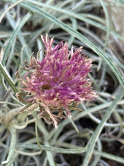 Jurinea cyanoides, photograph (c) Tony KM, some rights reserved (CC BY)