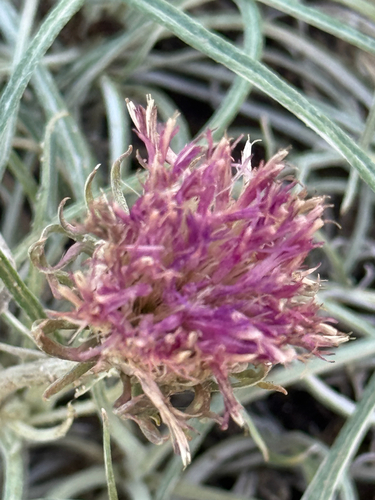 Jurinea cyanoides, photograph 3