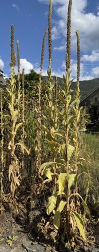 great mullein