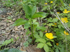 Arisaema amurense