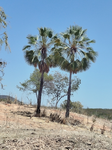 Copernicia prunifera
